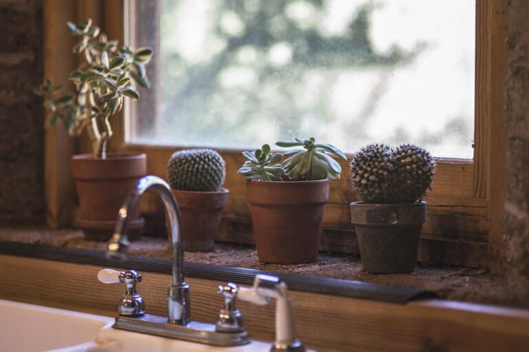 indoor plant styling